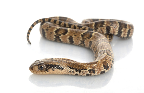 False Water Cobra For Sale, False Water Cobra For Sale Cheap, False Water Cobra For Sale Near Me, False Water Cobra For Sale Europe, False Water Cobra For Sale Uk, False Water Cobra For Sale Usa, False Water Cobra For Sale Canada, Baby False Water Cobra For Sale